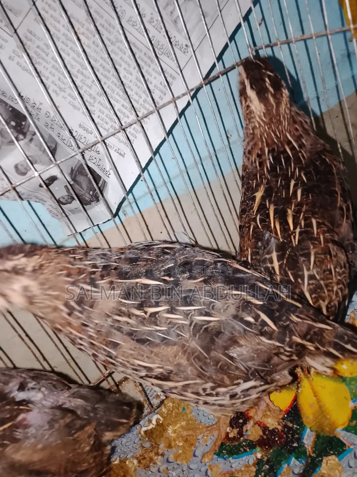 Running Quail Bird