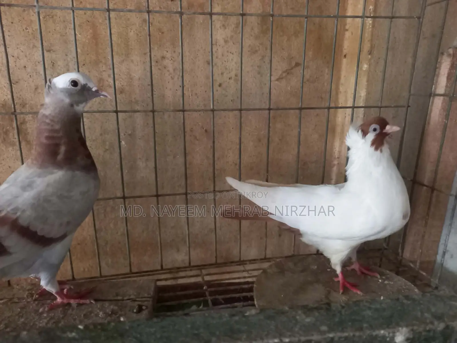 Pigeon Kobutor Pyra