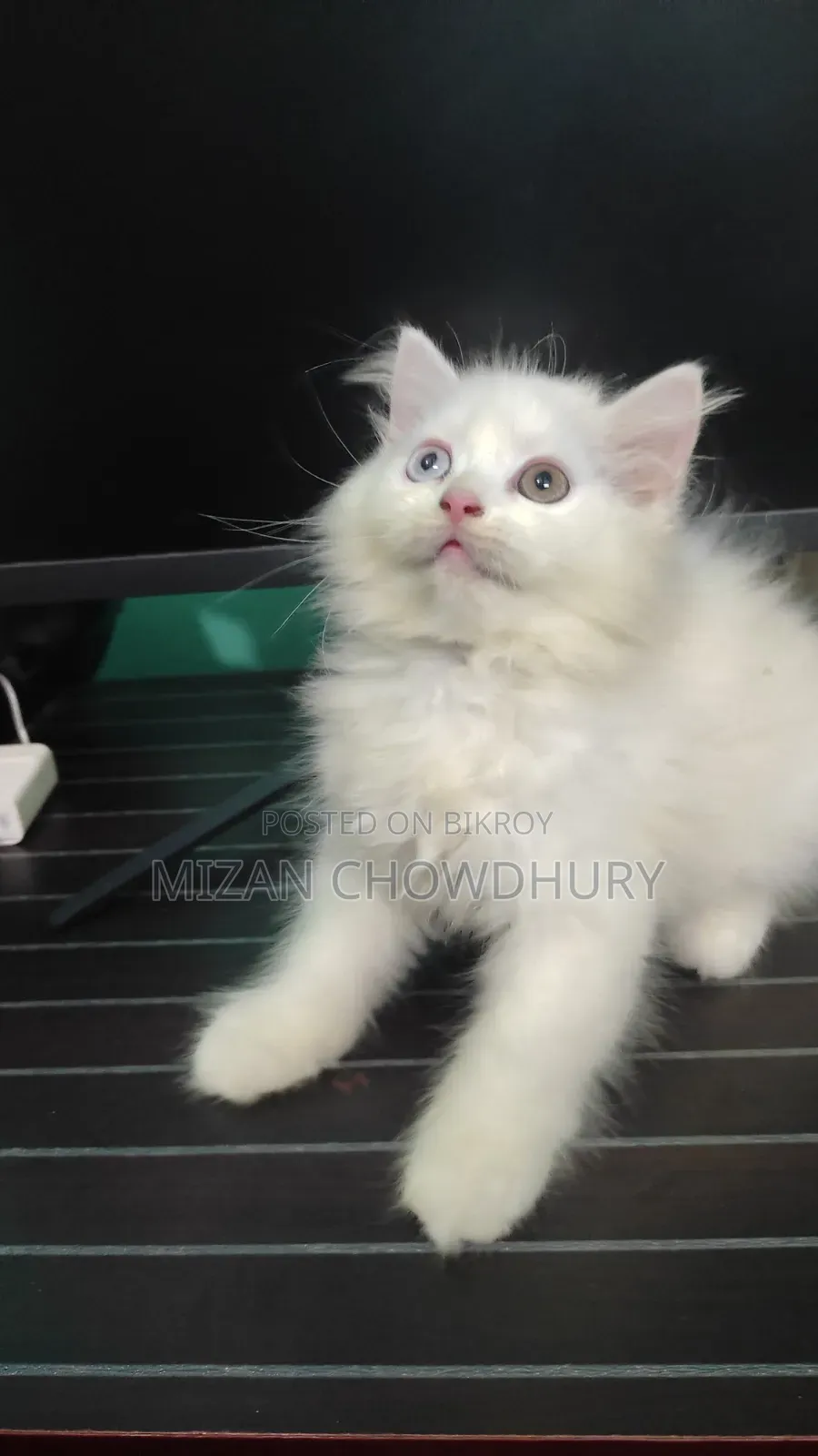 1-3 months Female Purebred Persian