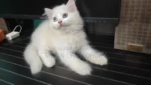 1-3 months Female Purebred Persian