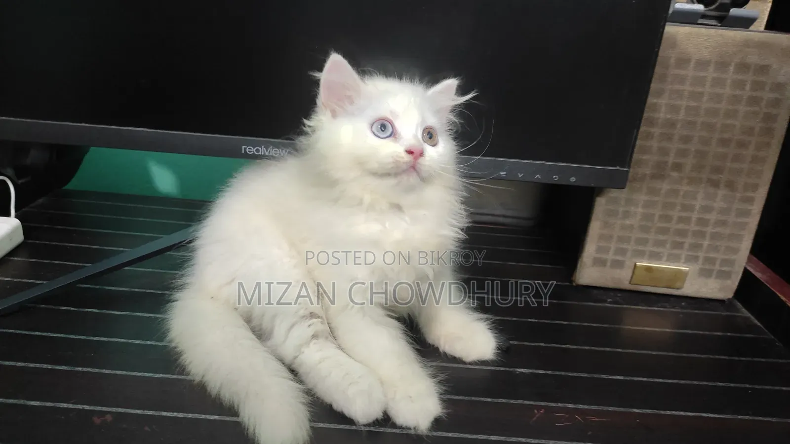 1-3 months Female Purebred Persian