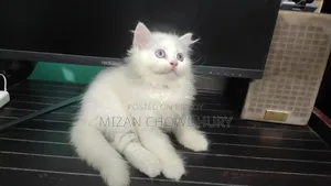 1-3 months Female Purebred Persian