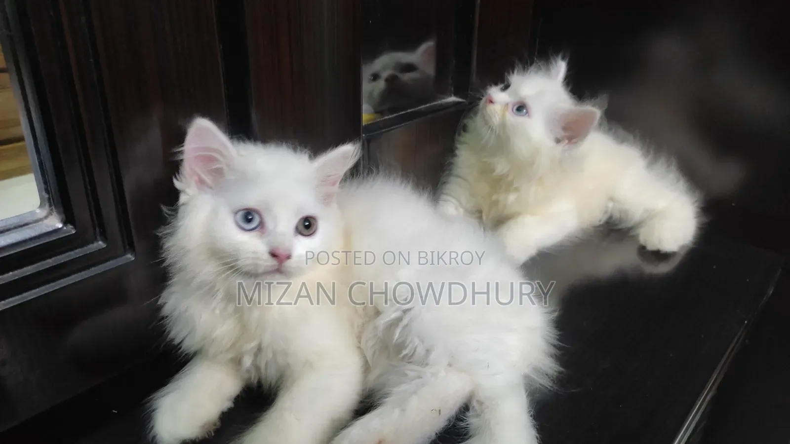 1-3 months Female Purebred Persian