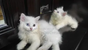 1-3 months Female Purebred Persian