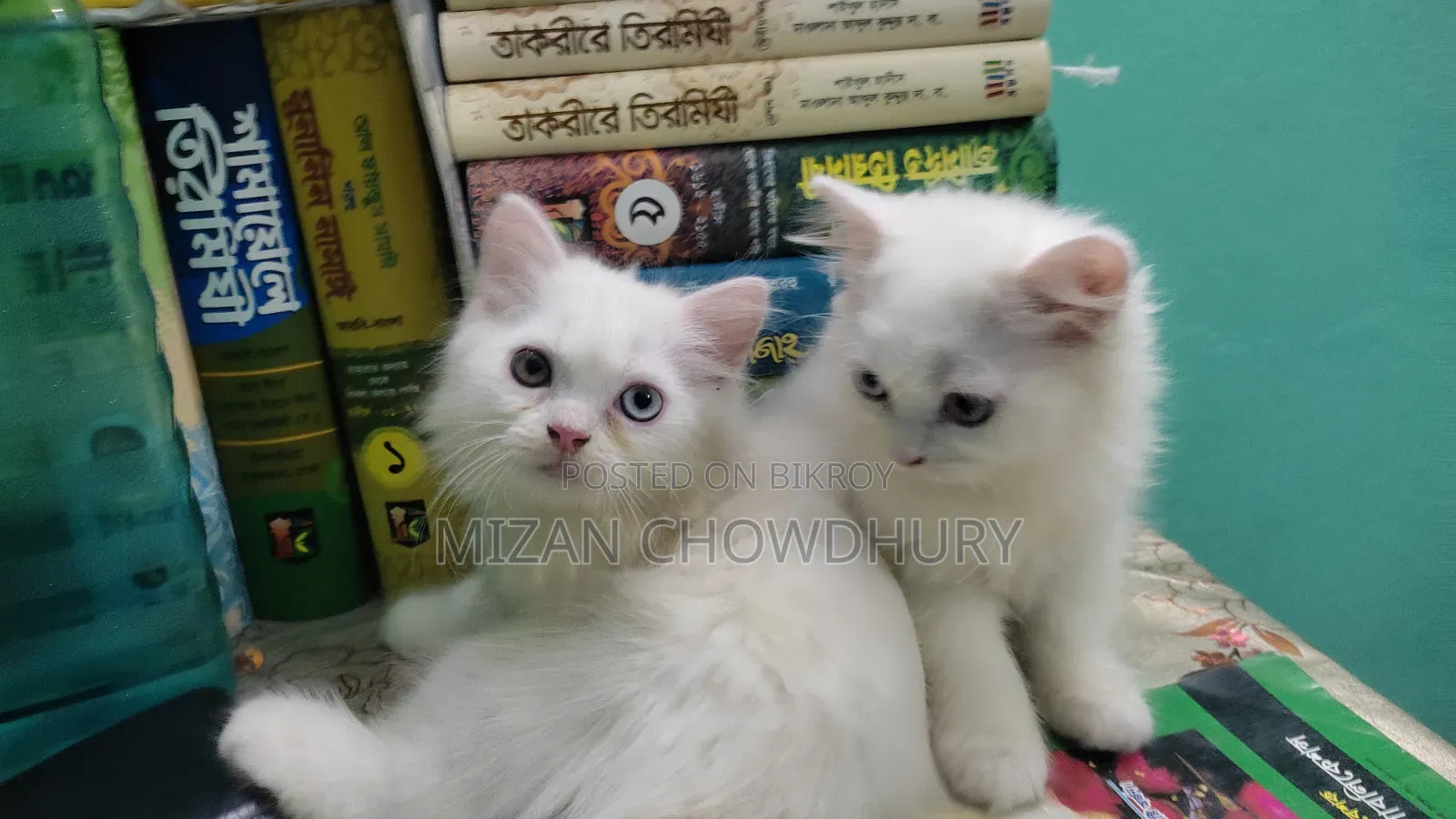 1-3 months Female Purebred Persian