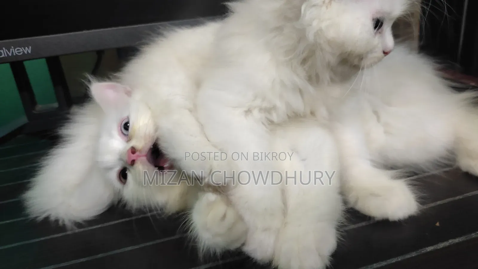 1-3 months Female Purebred Persian