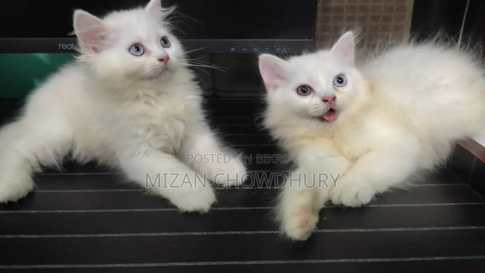 1-3 months Female Purebred Persian