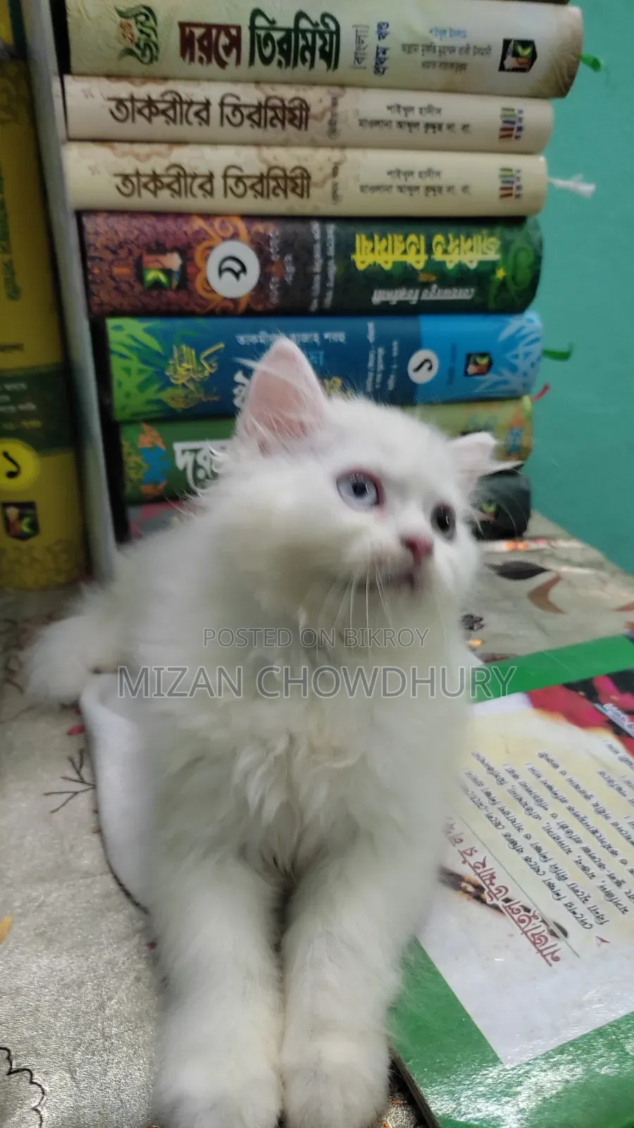 1-3 months Female Purebred Persian