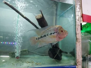 একুয়ারিয়াম ফিস