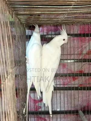 Albino Cockatiel With Eggs