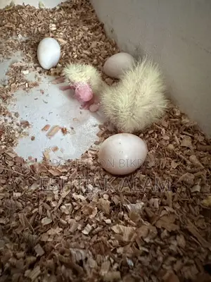 Albino Cockatiel With Eggs