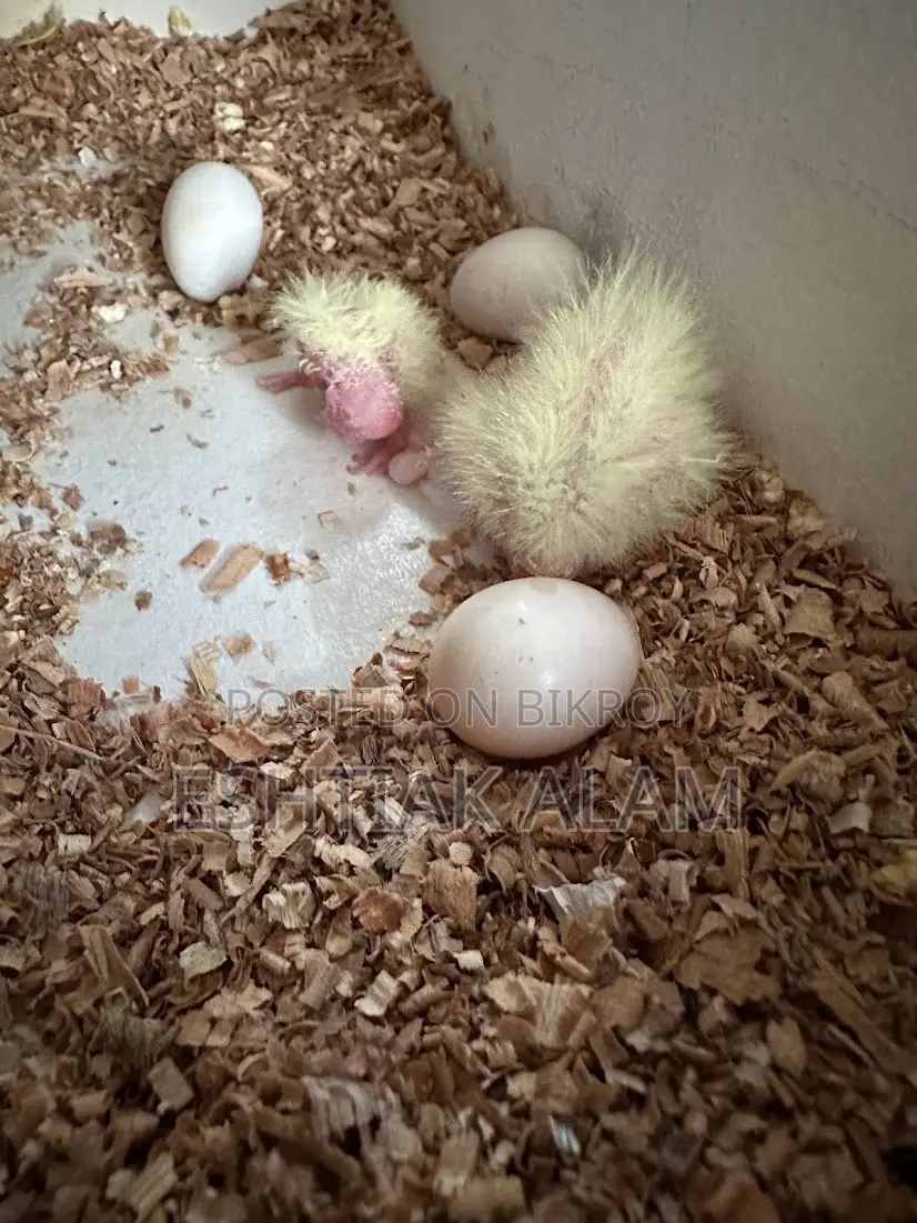 Albino Cockatiel With Eggs
