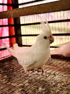 Albino Cockatiel With Eggs