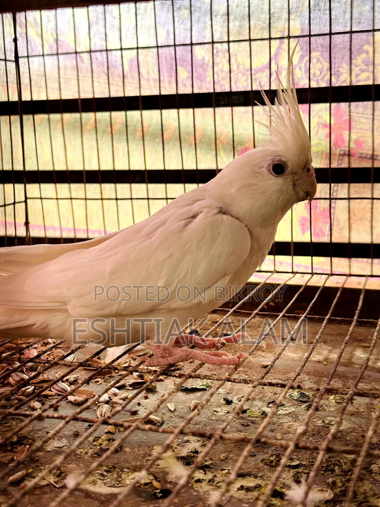 Albino Cockatiel With Eggs
