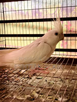 Albino Cockatiel With Eggs