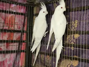 Albino Cockatiel With Eggs