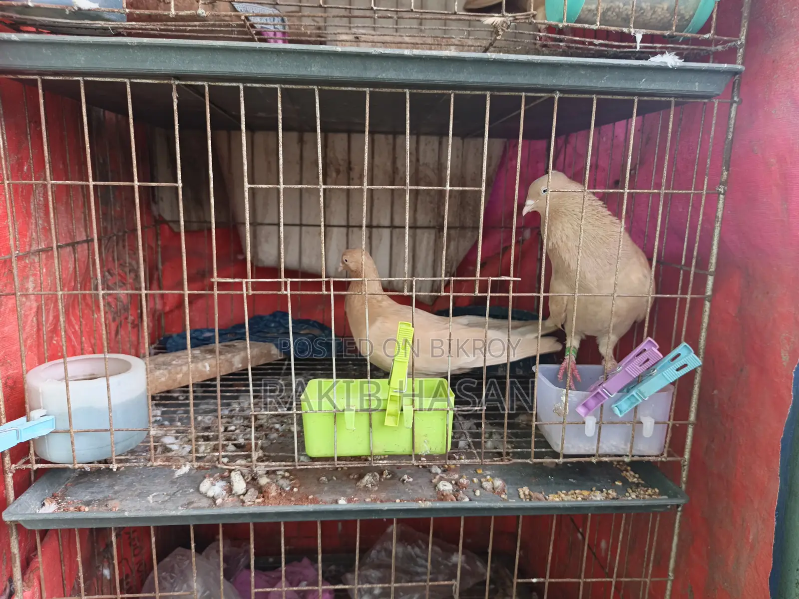 Pigeon for Sale