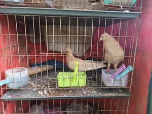Pigeon for Sale