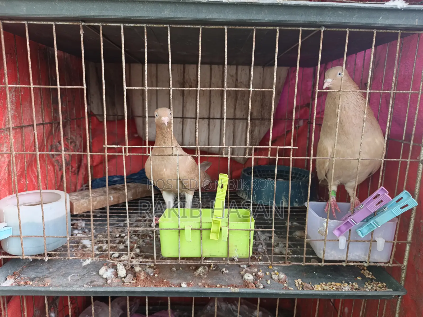 Pigeon for Sale