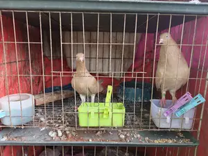 Pigeon for Sale