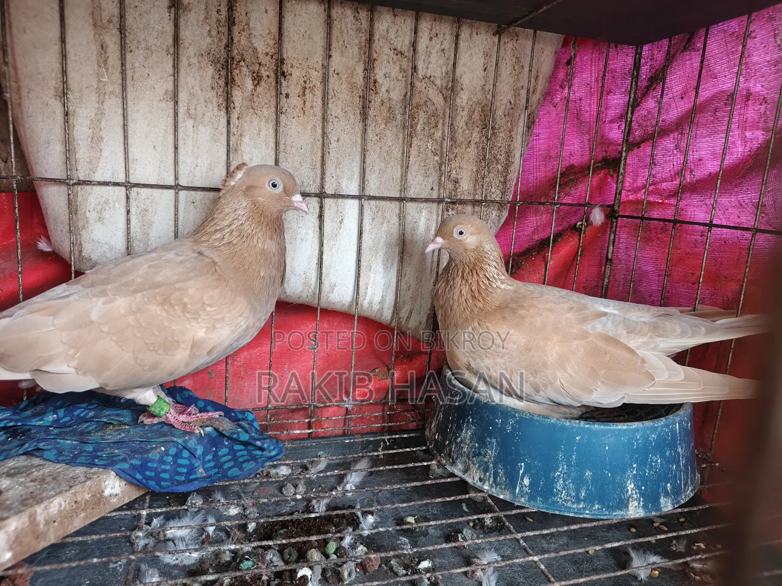 Pigeon for Sale