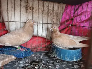 Pigeon for Sale