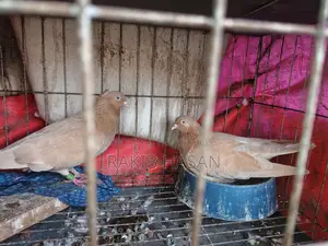 Pigeon for Sale