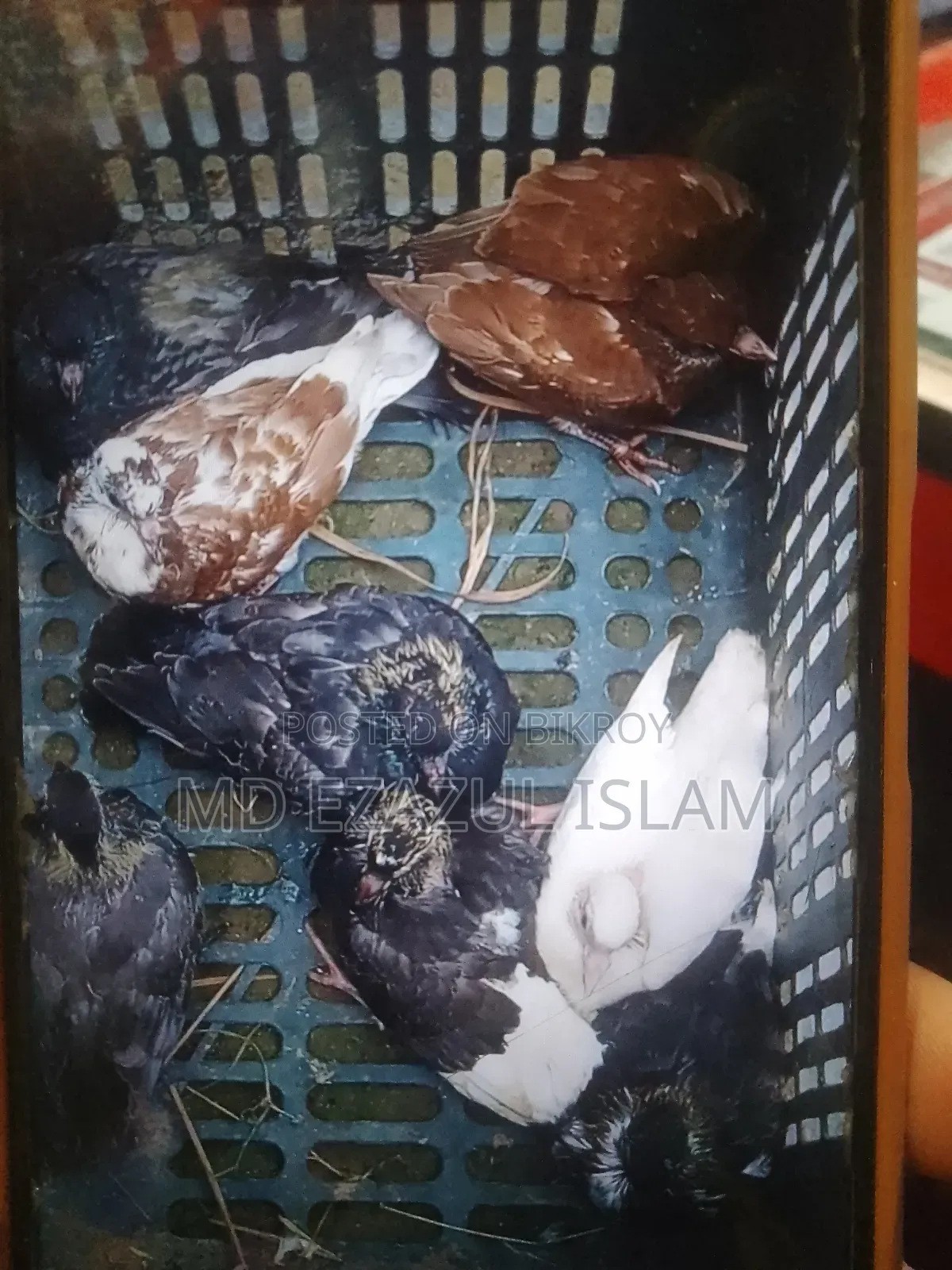 Local Pigeons