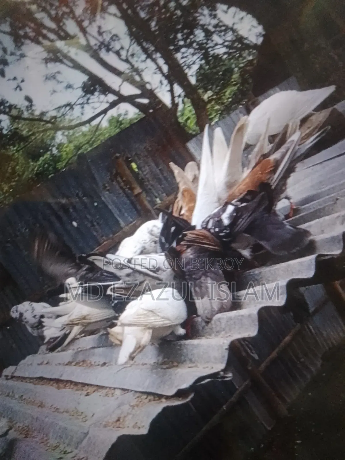 Local Pigeons