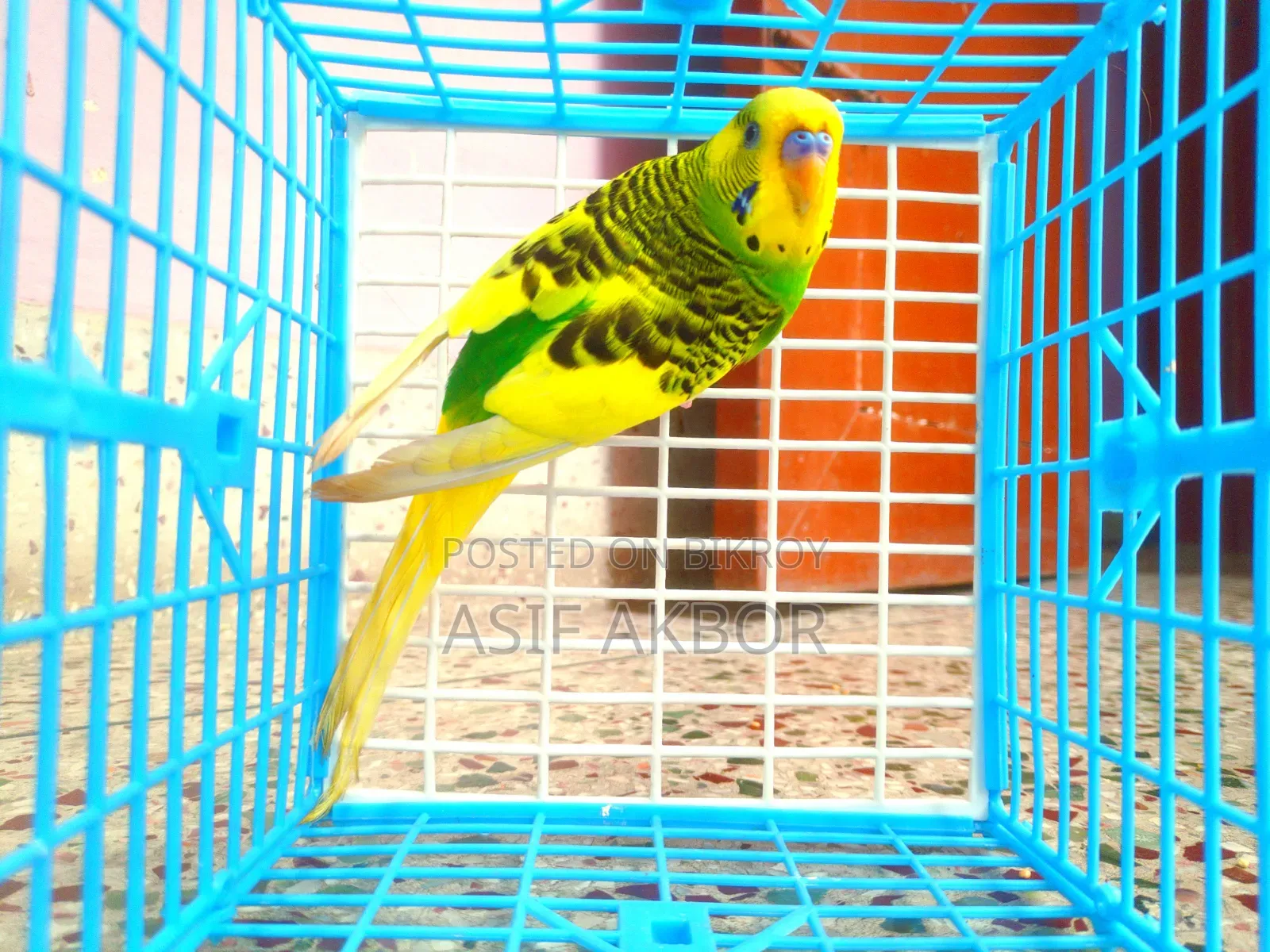 পাইড বাজরিগর পাখি