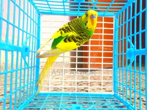 পাইড বাজরিগর পাখি