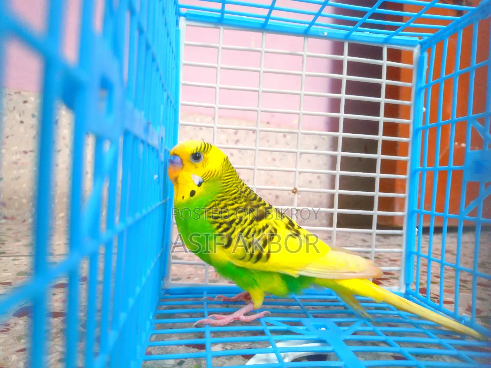 পাইড বাজরিগর পাখি