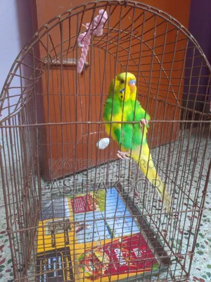 পাইড বাজরিগর পাখি