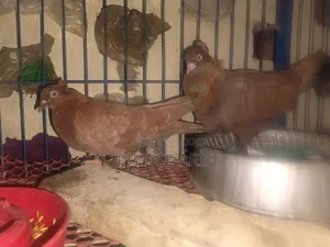 The pigeons are very good