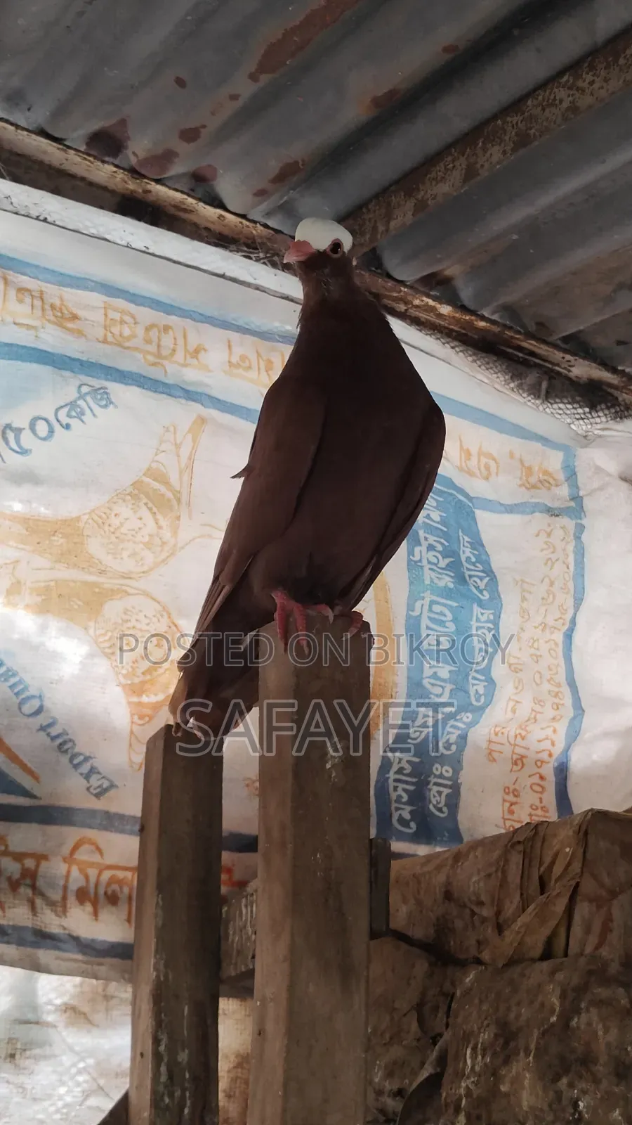 Red Mukhi Male Pigeon