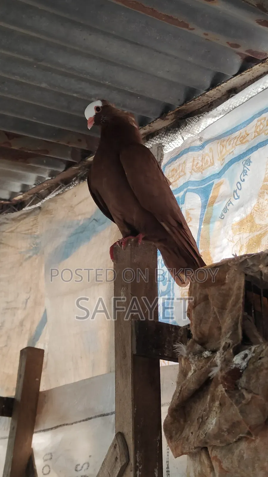 Red Mukhi Male Pigeon