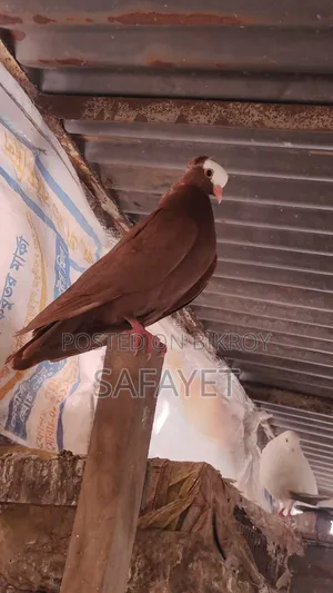 Red Mukhi Male Pigeon
