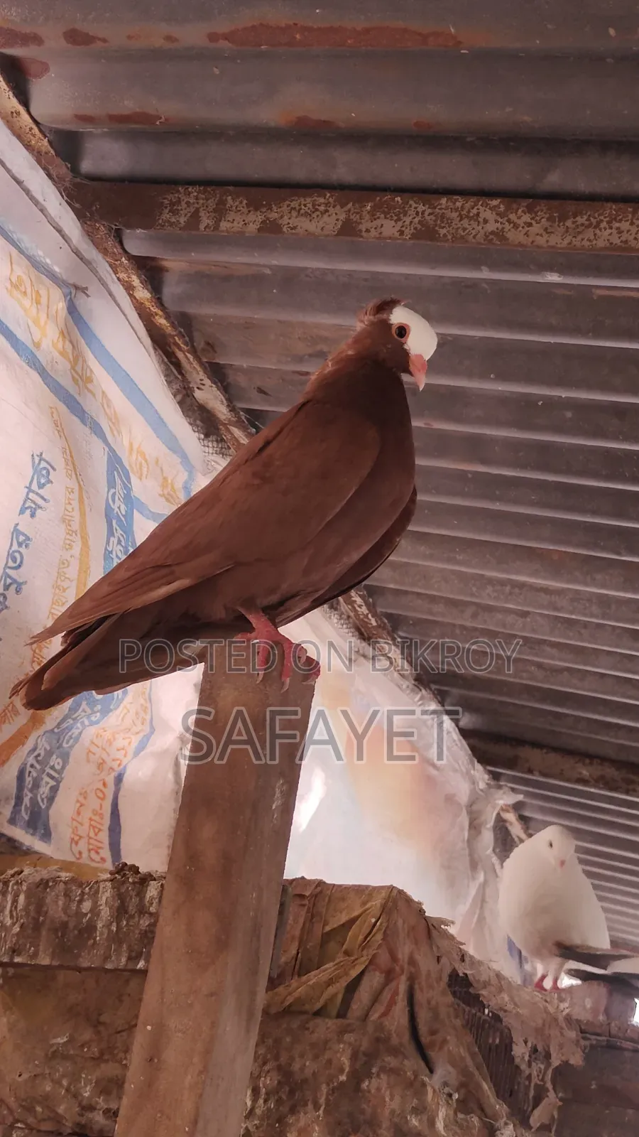 Red Mukhi Male Pigeon