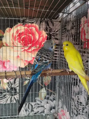 New Adult Budgie Pair