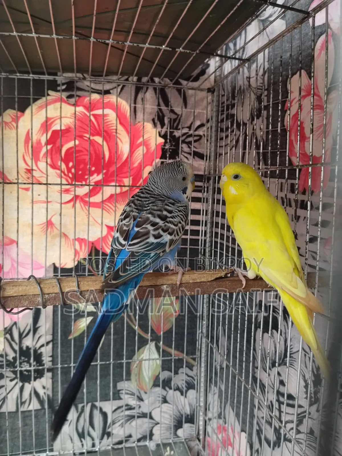 New Adult Budgie Pair