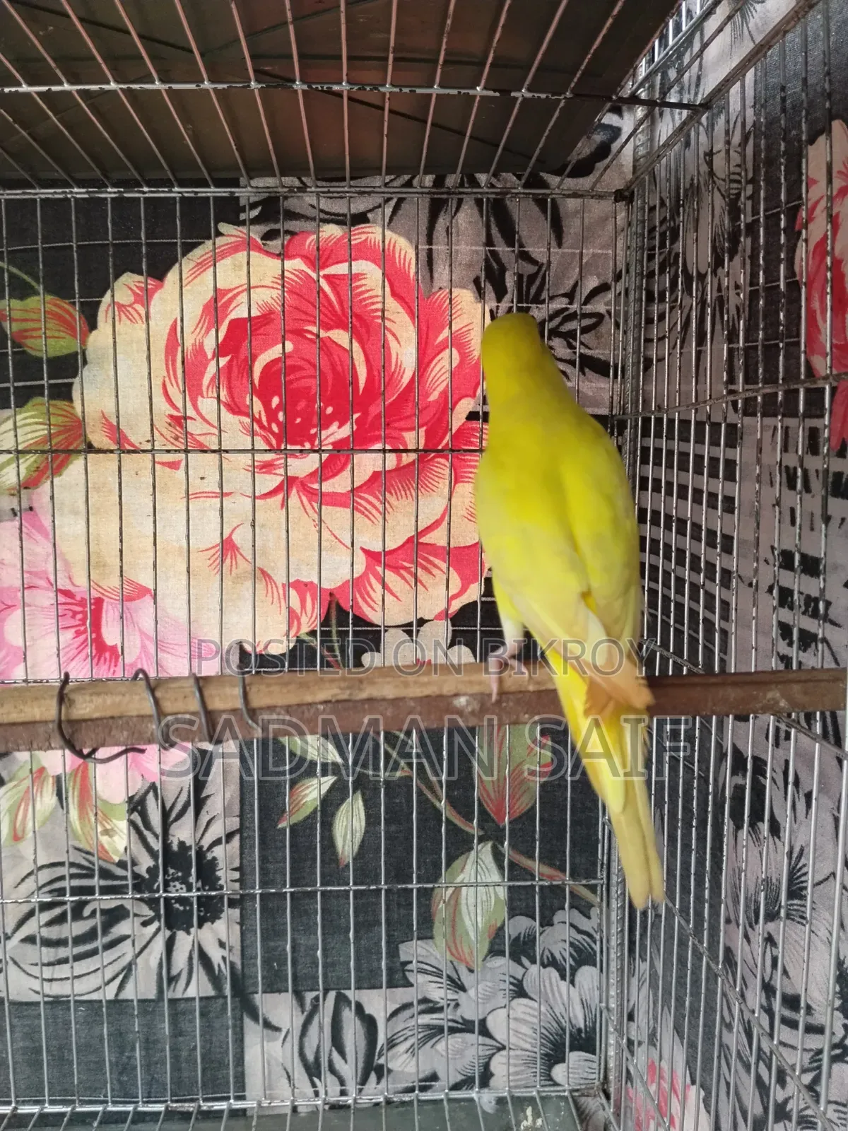 New Adult Budgie Pair