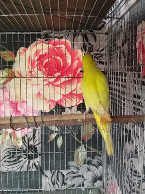 New Adult Budgie Pair