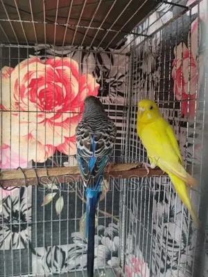 New Adult Budgie Pair