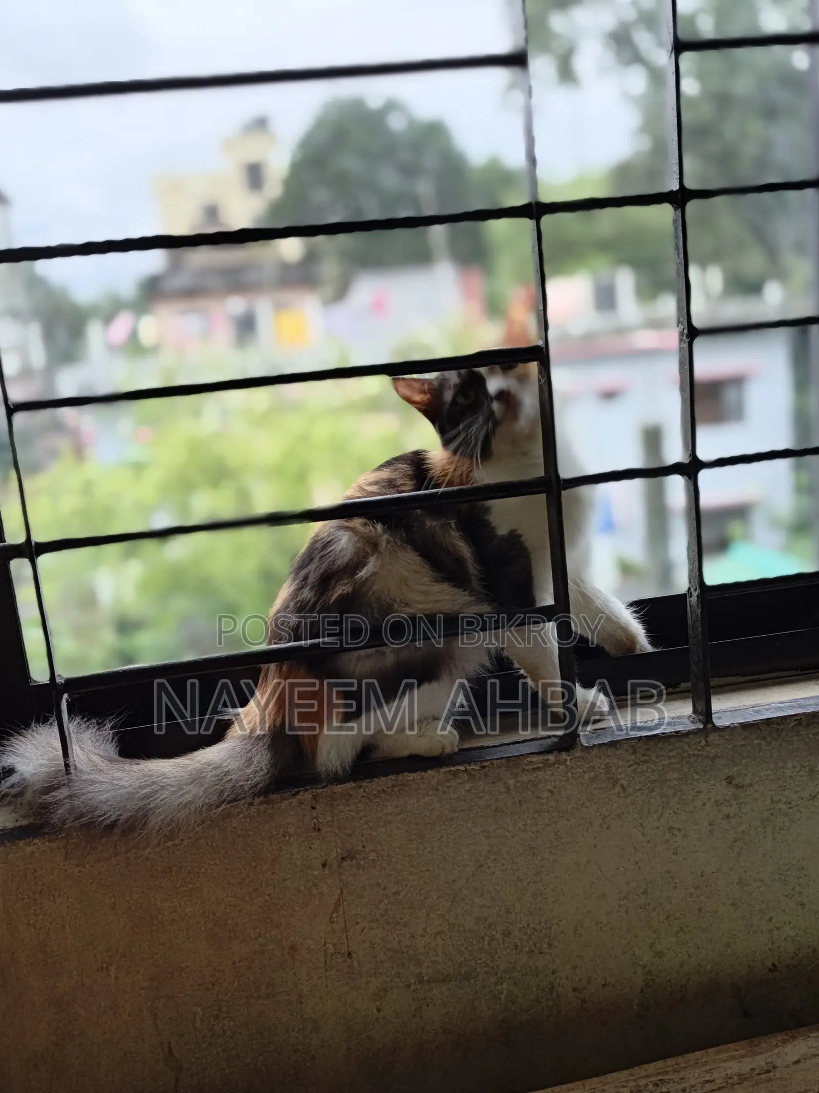 ১+ বছরের ফিমেল পিওরব্রেড পার্সিয়ান