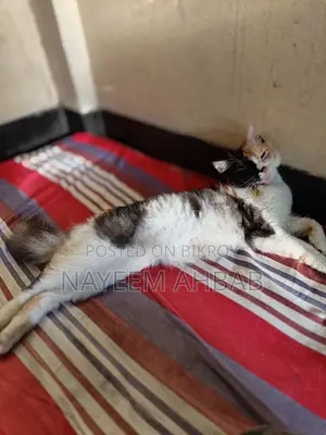 ১+ বছরের ফিমেল পিওরব্রেড পার্সিয়ান