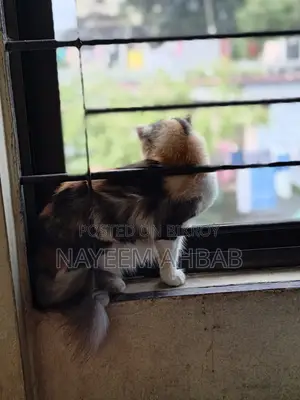 ১+ বছরের ফিমেল পিওরব্রেড পার্সিয়ান
