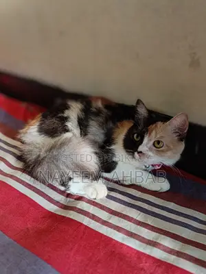 ১+ বছরের ফিমেল পিওরব্রেড পার্সিয়ান