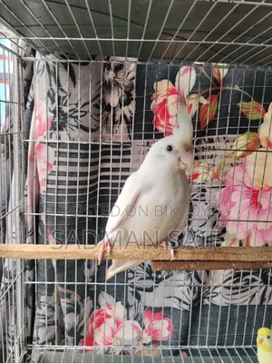 Albino Cockatiel