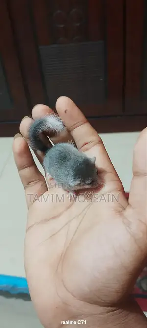 Squirrel for Sale 2500 Taka