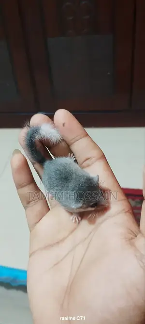 Squirrel for Sale 2500 Taka